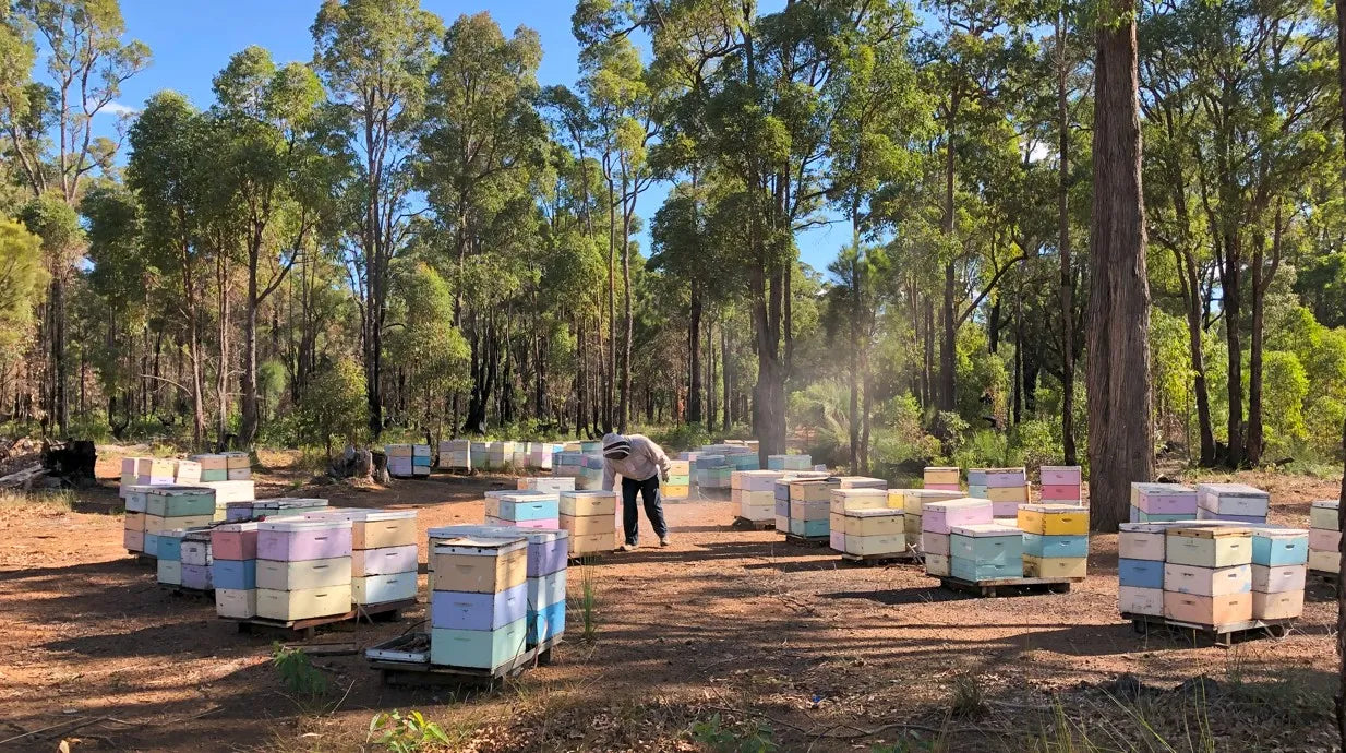 A man standing in the middle of a forest filled with lots of beehives.