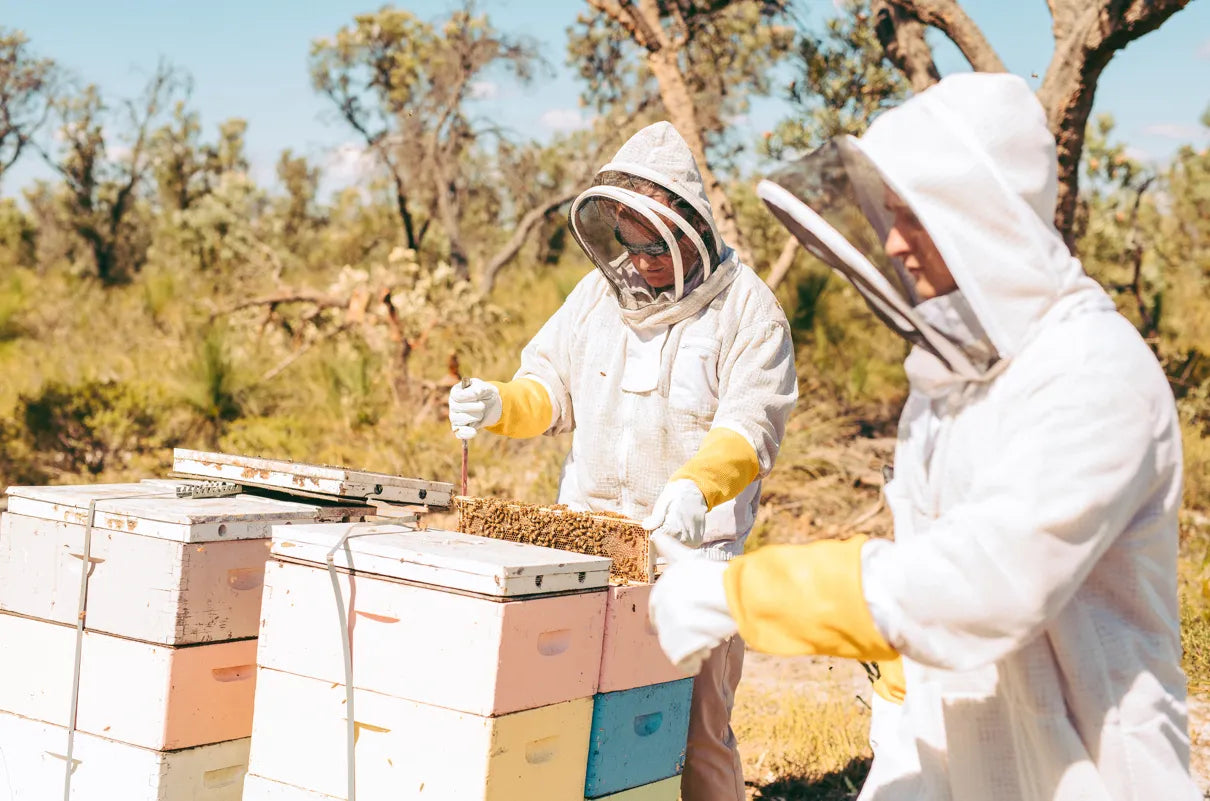 Two people in bee suits standing next to a beehive.