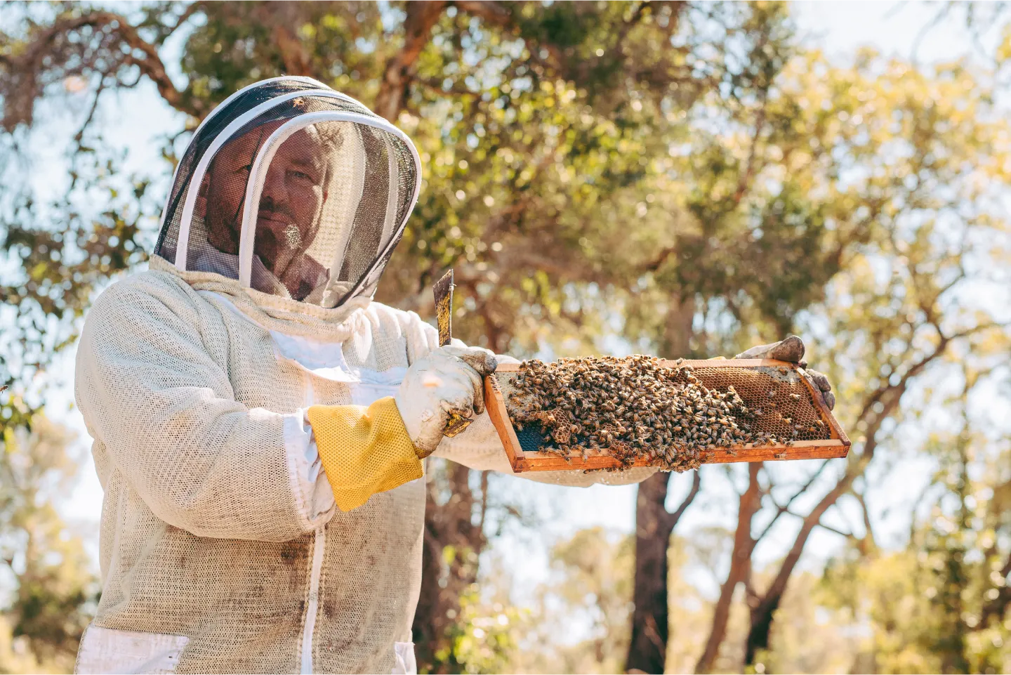 A man in a bee suit holding a beehive.