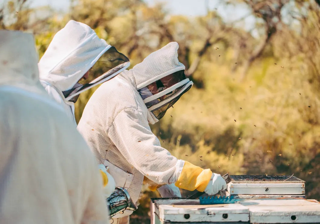 Two people in bee suits working on a beehive.