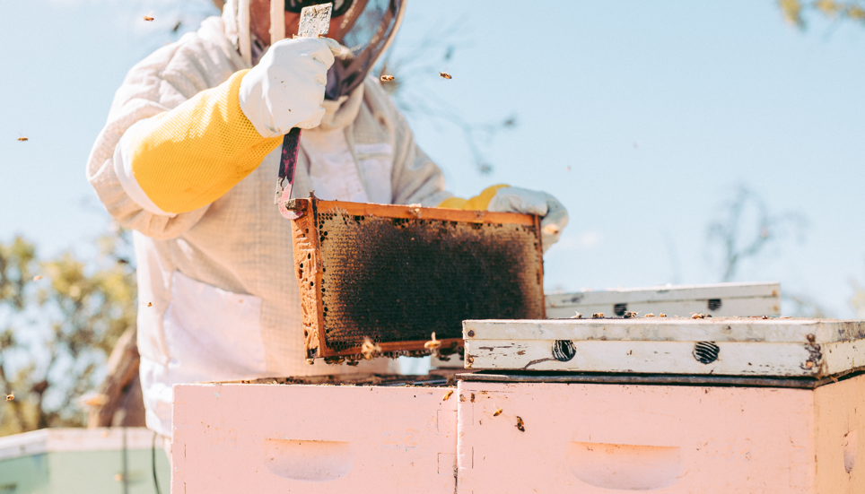 Jarrah, Yarri and Marri forest honey from Western Australia, the source of Honey X bioactive honey