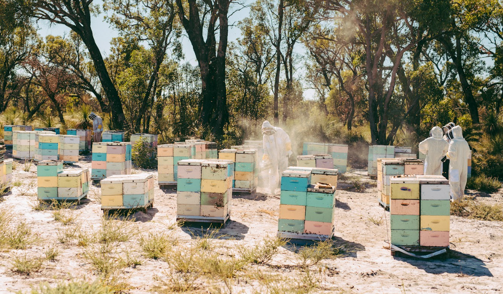 Five generations of Fewster family beekeeping expertise behind Honey X