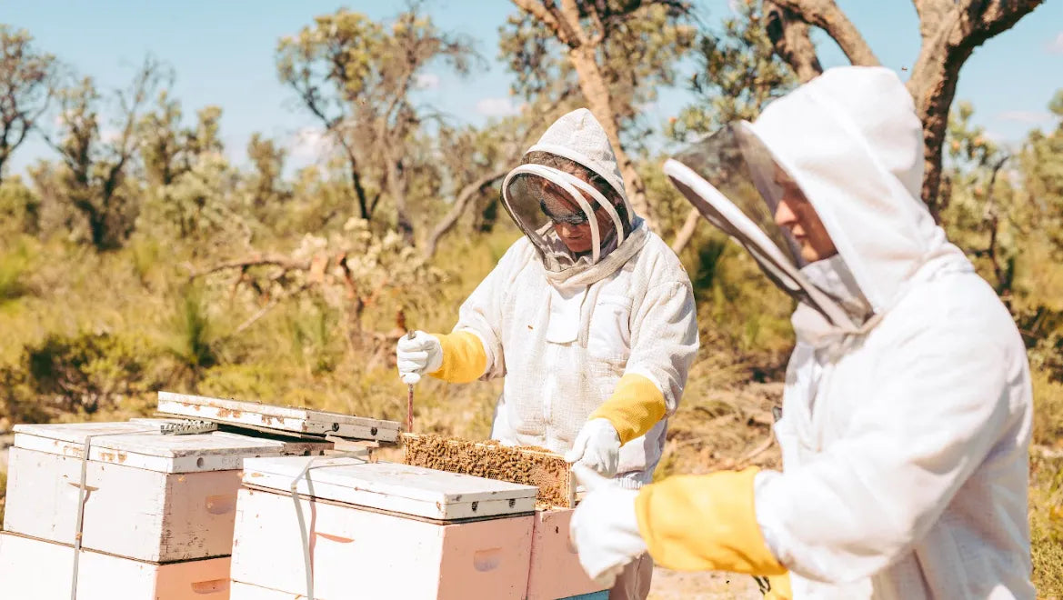 Two people in bee suits are inspecting a beehive.
