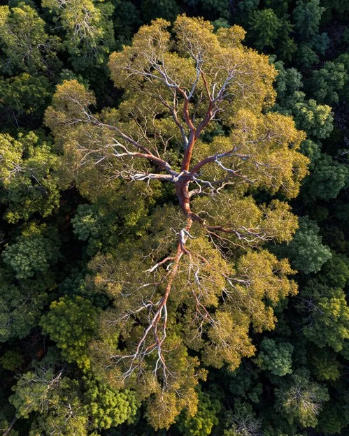 An aerial view of a tree in the middle of a forest.